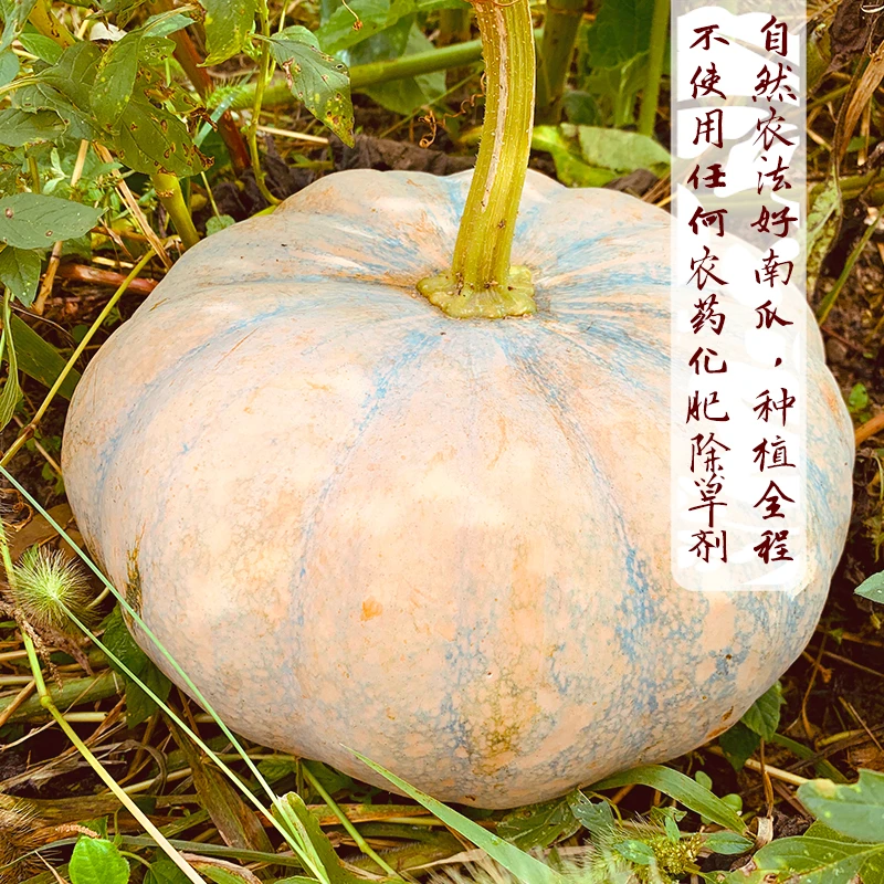 磨盘老南瓜 时蔬果蔬生态传统种植自留种种植