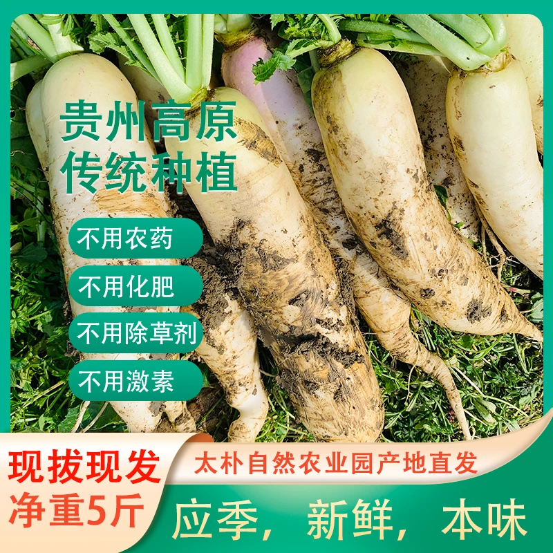 太朴有机会新鲜白萝卜 胭脂红萝卜 带泥发货现拔  自然农法种植