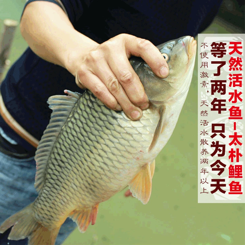 天然活水鲤鱼 一斤半