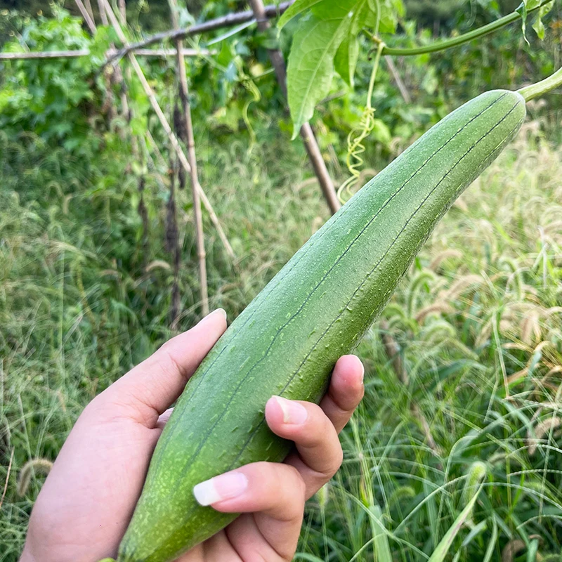 太朴有机会【顺丰快递】丝瓜 露天种植 应季种植  现摘现发