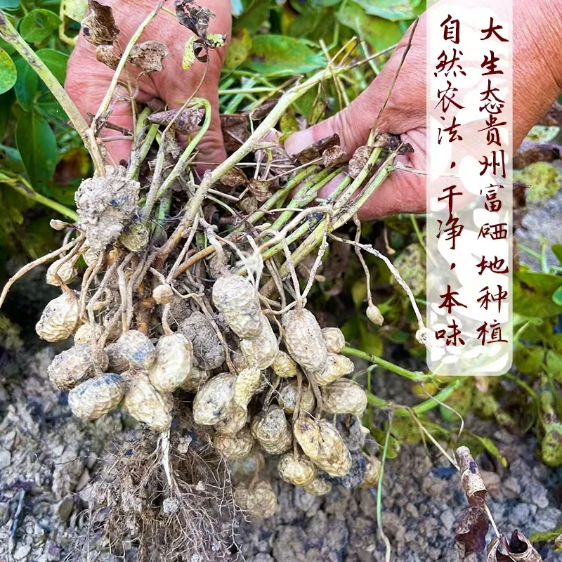 太朴有机会露天种植 新鲜花生 带壳花生 传统种植