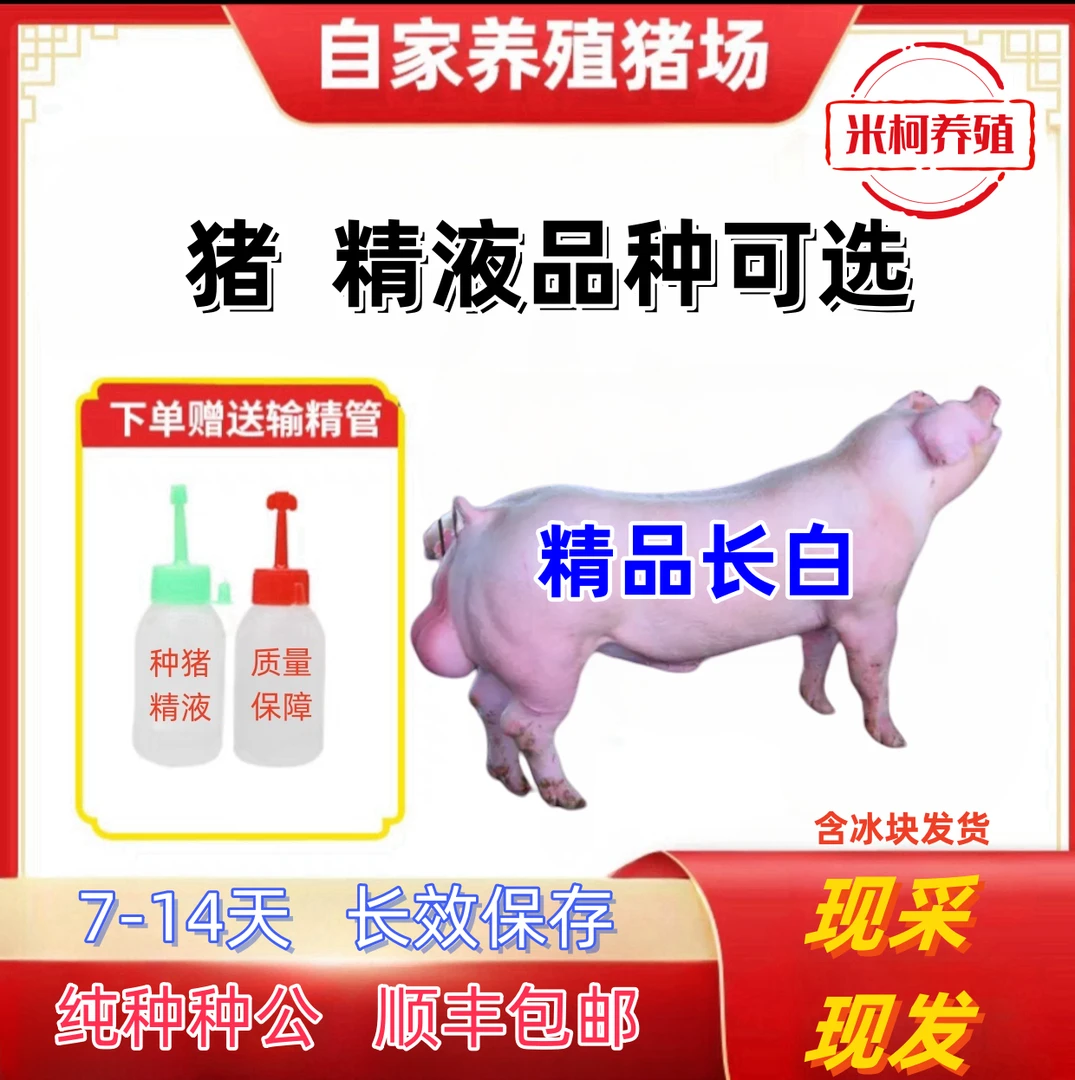 英系长白种公猪猪精一件包邮包对版生态养殖原种批发下单精品发货