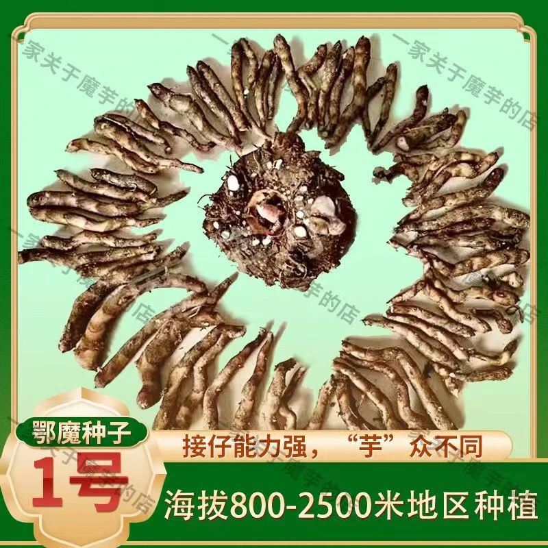 云南精品高产矮杠杂交魔芋鄂魔一号