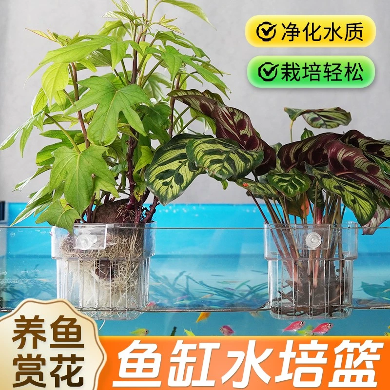 【装在鱼缸里的大自然】水培植物篮水草种植鱼缸造景装饰旋钮壁挂式