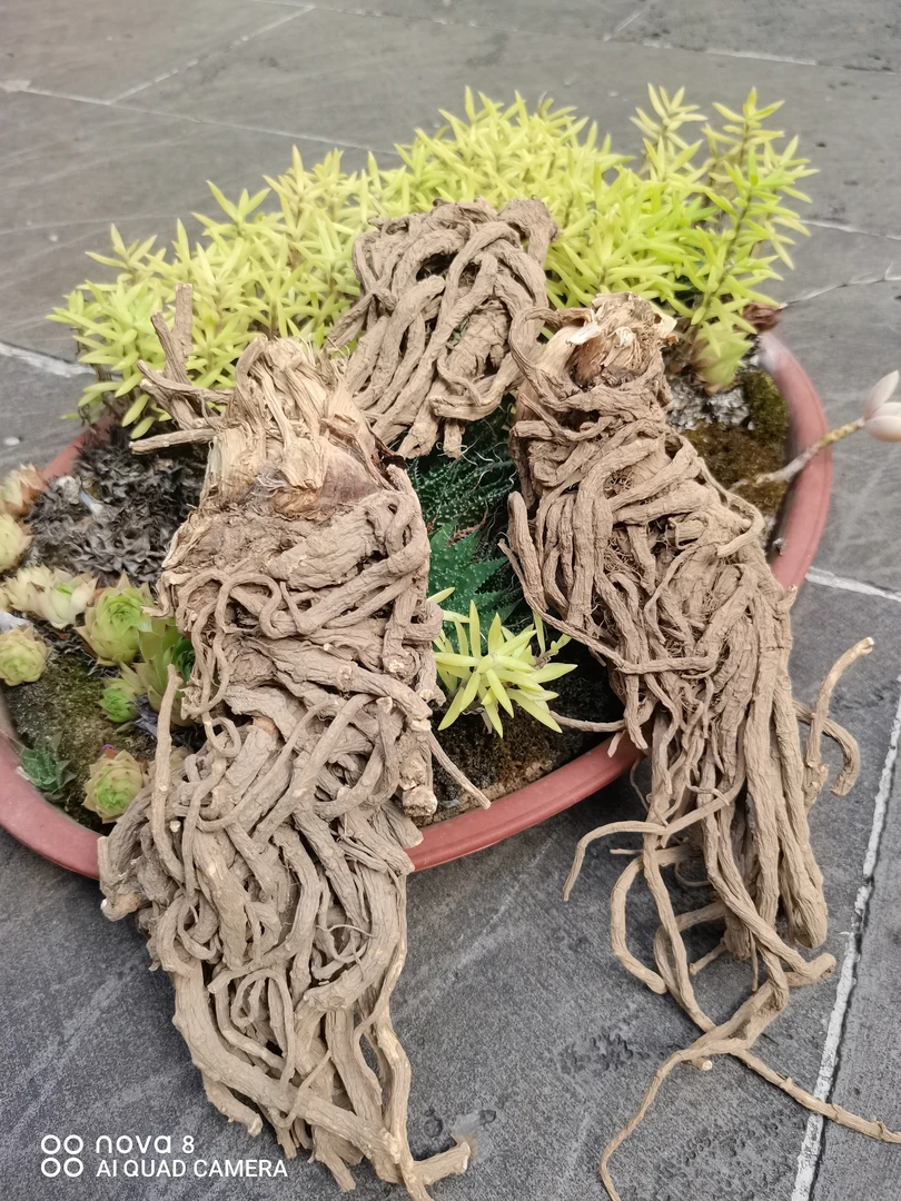 云南土特产，老当归----来自深山，无硫原生态---------根茎500g