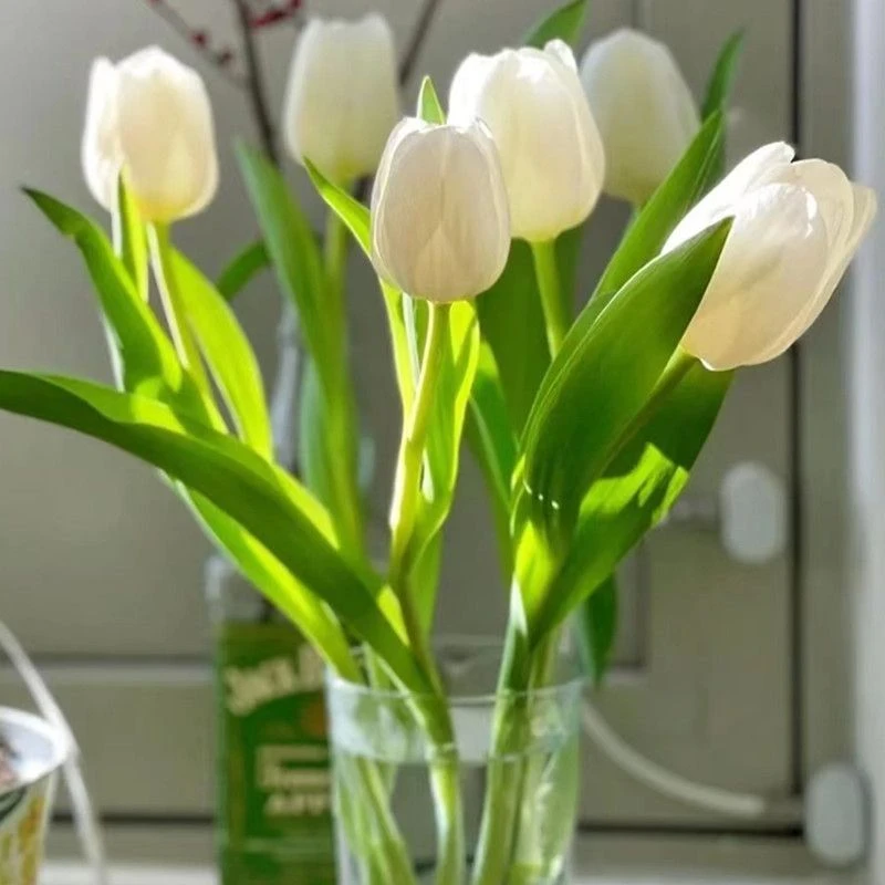 进口郁金香种球盆栽水培植物室内百合花种四季开花好养活水仙花卉