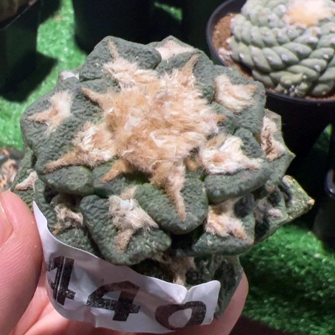 落地黑牡丹仙人球440