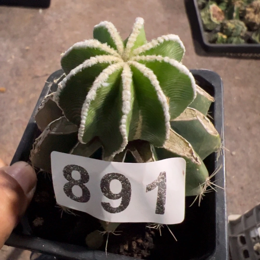 辛顿花笼仙人球891