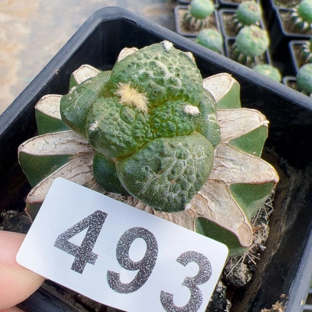 大尤连山牡丹仙人球493