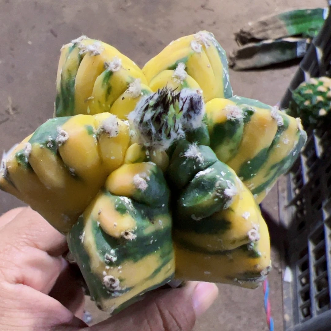 龟甲鸾锦仙人球640