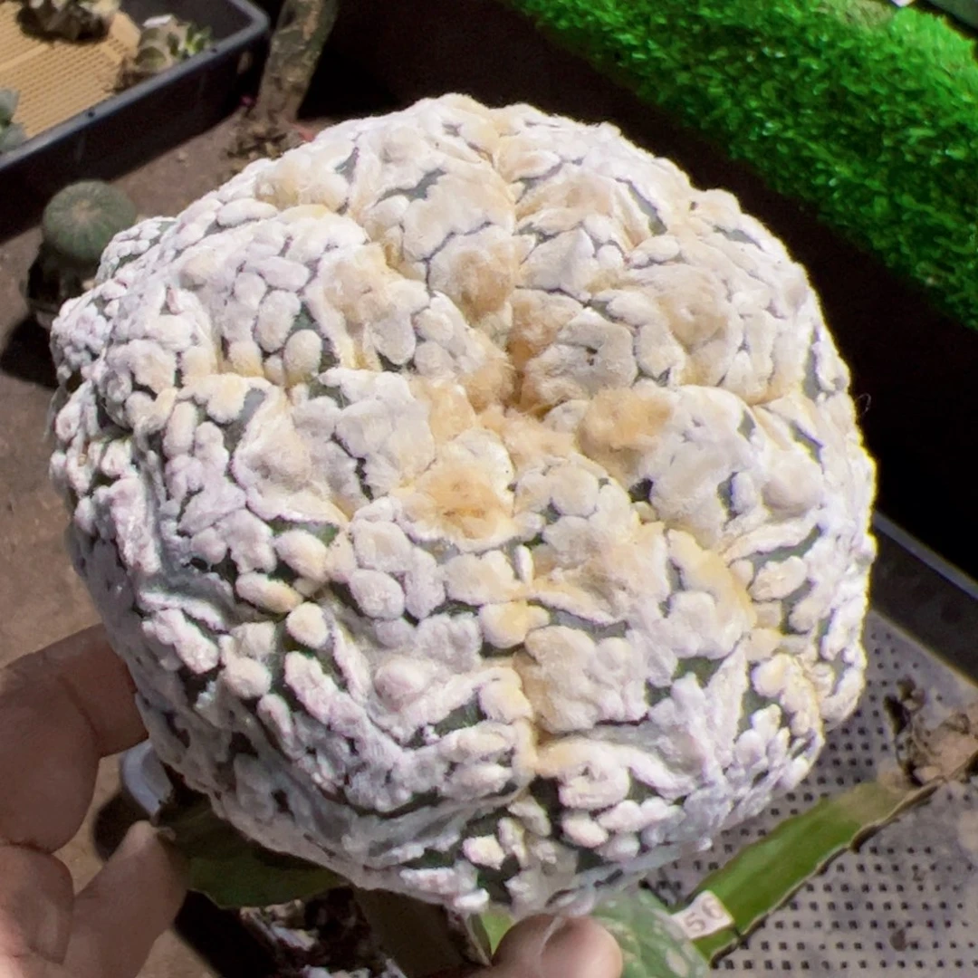 大白v兜仙人球912