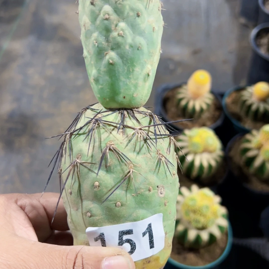 落地狂刺巨型习151