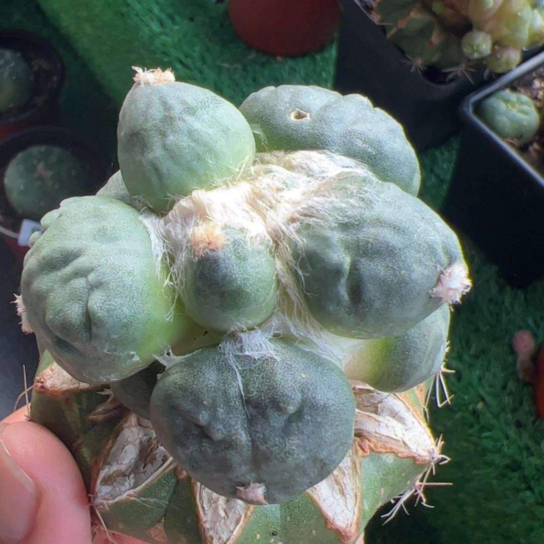 蛋尤牡丹仙人球907