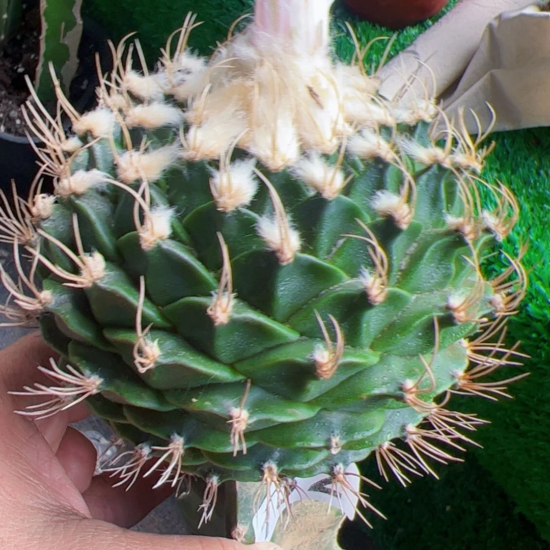 福利帝冠仙人球132