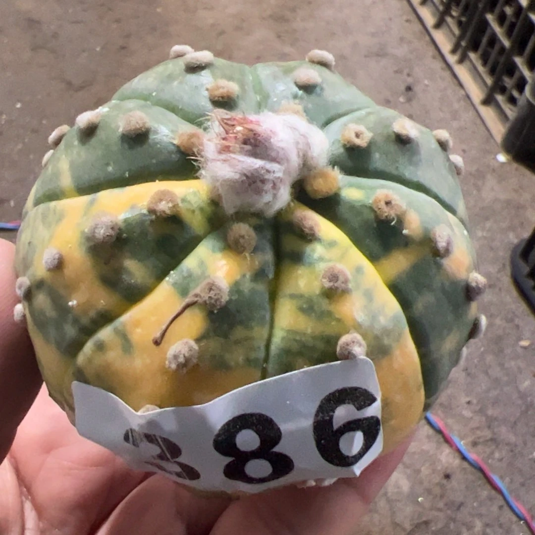 落地兜锦仙人球386