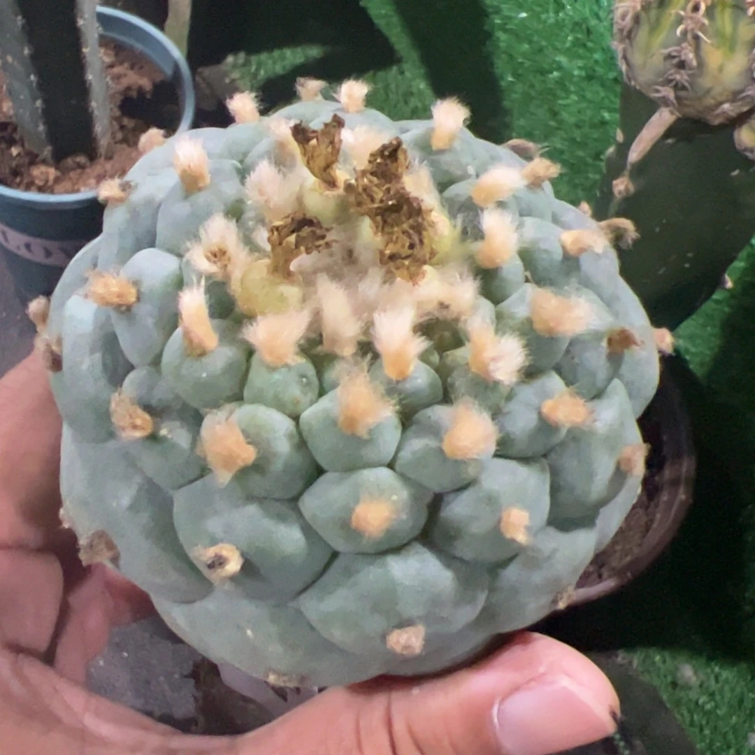 长毛密尤仙仙人球440