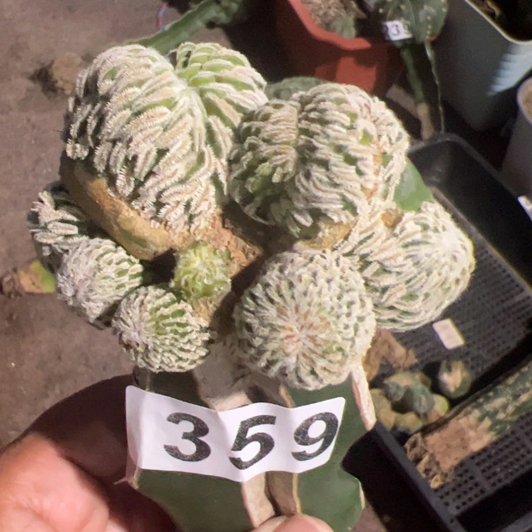 精巧丸缀化仙人球359杆子裂