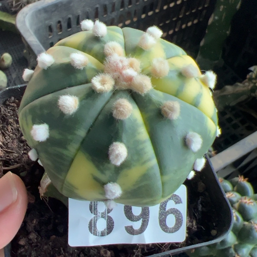苗接兜锦仙人球896