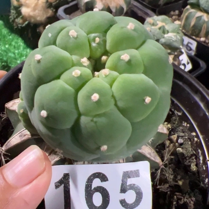 剩**生大尤水晶仙仙人球165
