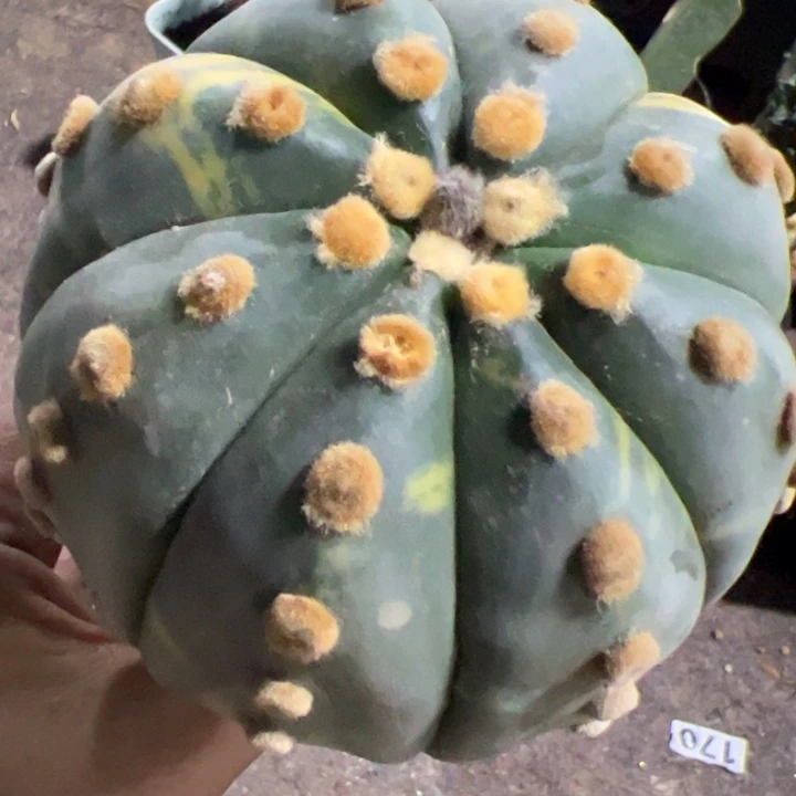 大尤兜锦155仙人球