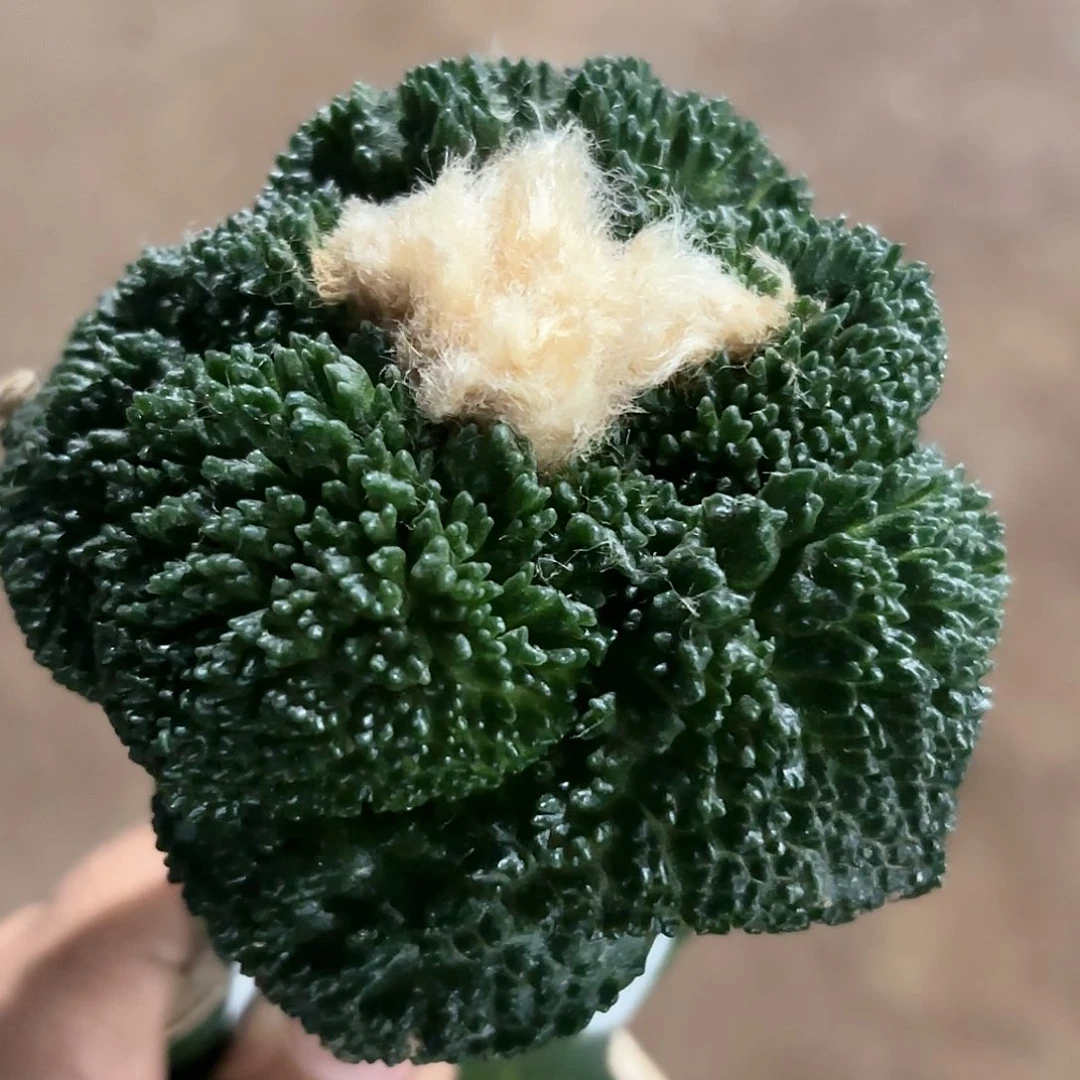 大尤哥斯拉牡丹754
