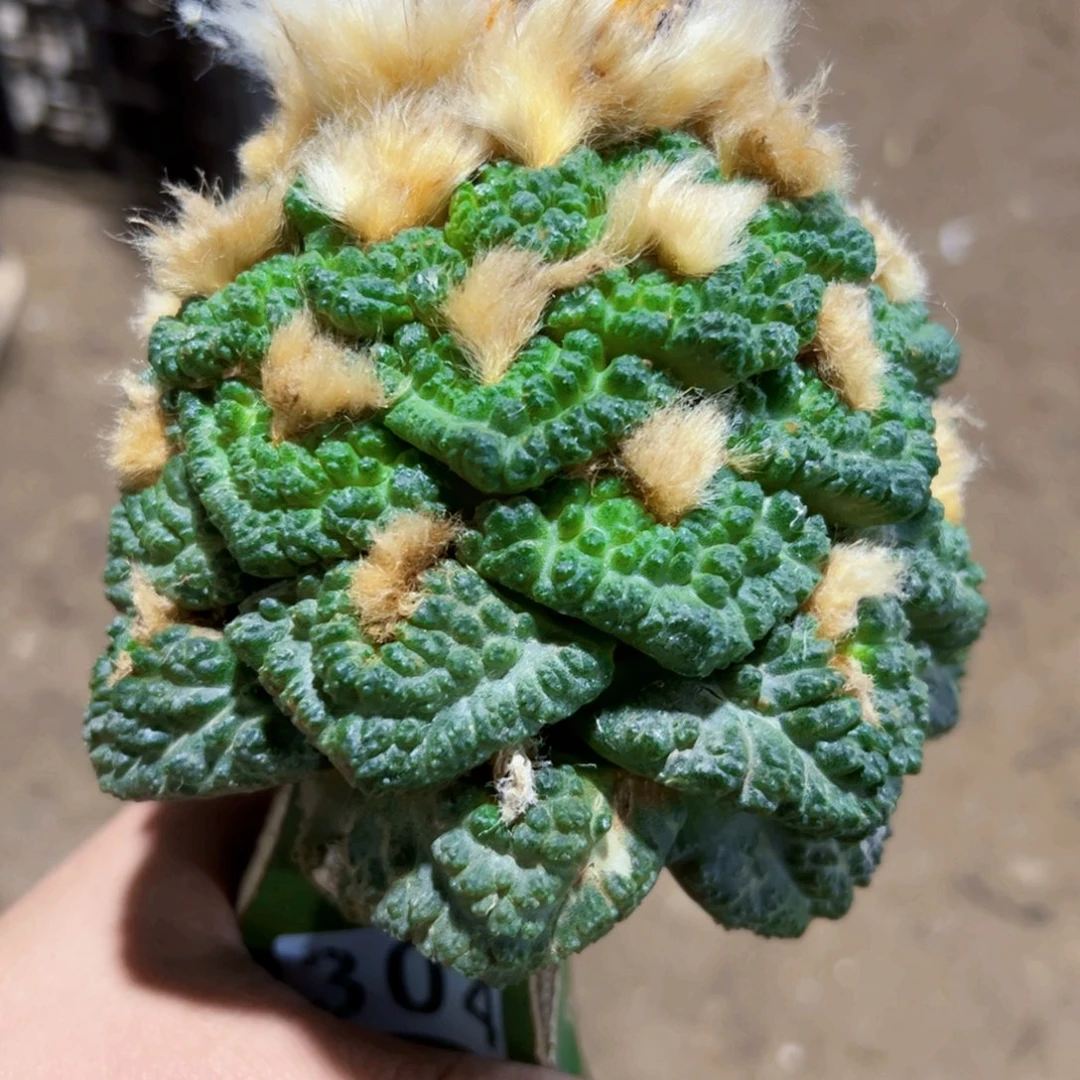 志贺龟甲牡丹仙人球304