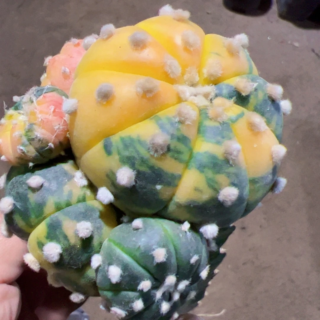 兜锦群仙人球201