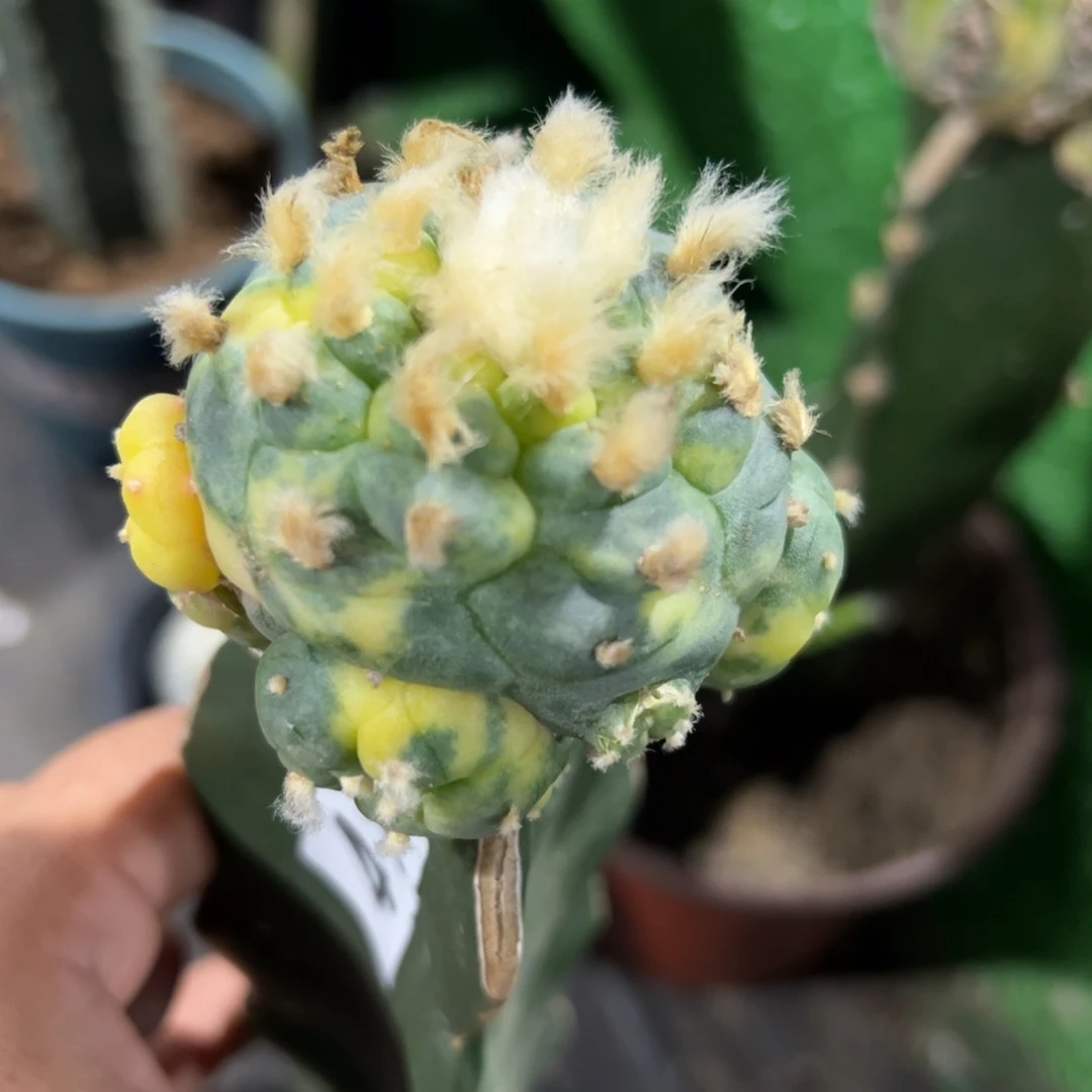 子吹仙锦仙人球417