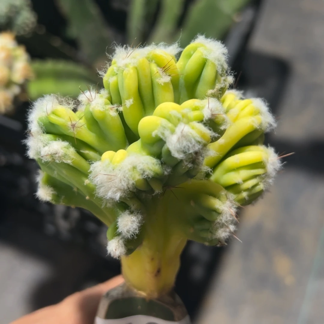 紫金罗汉仙人球锦462