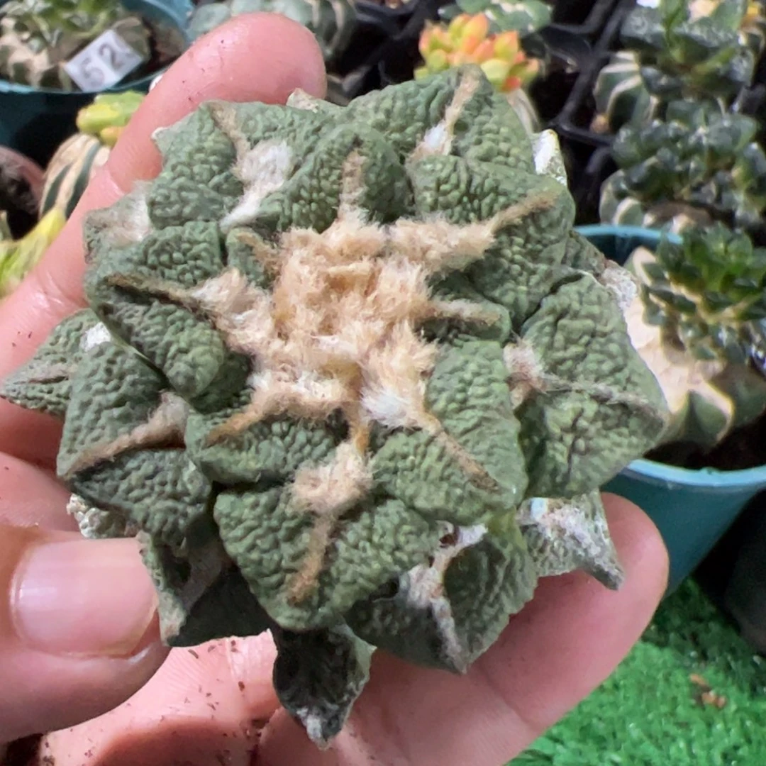落地大尤黑牡丹刚出根995