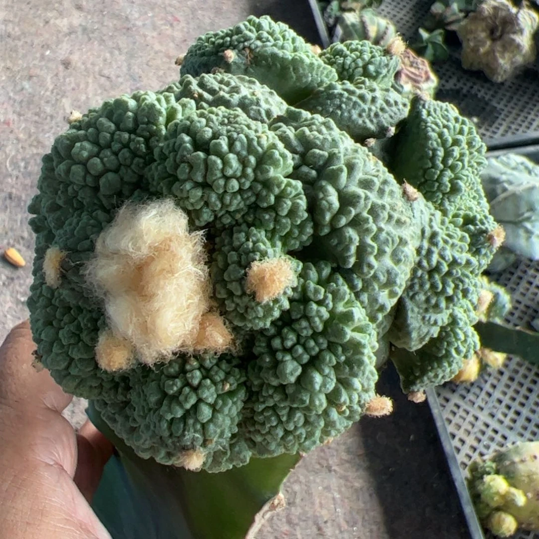 大尤哥斯拉怒涛牡丹仙人球873