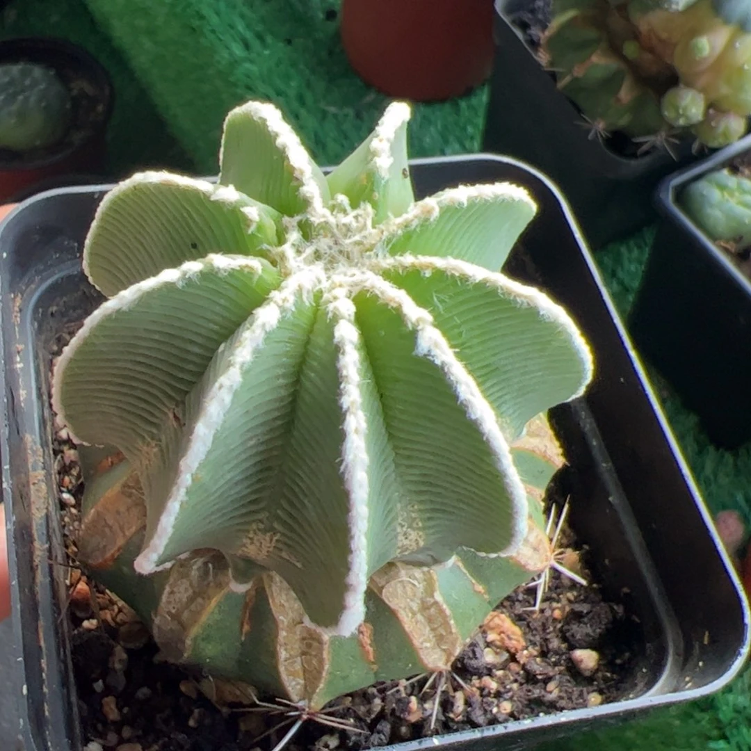 辛顿花笼仙人球905