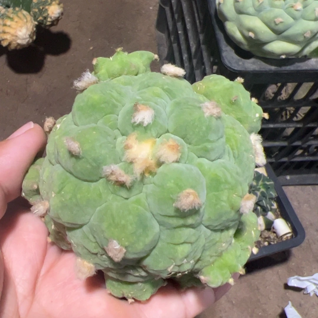 振***记福利大尤仙仙人球480微瑕疵