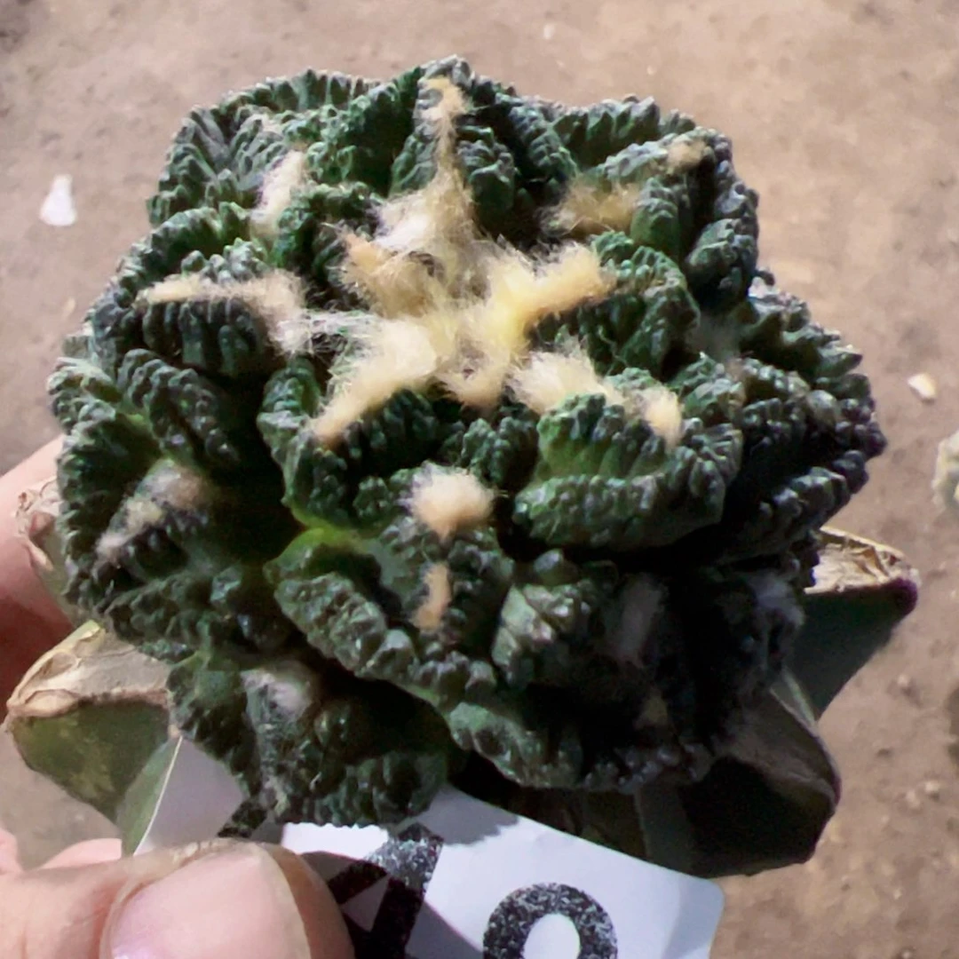 隔尤辛顿龟甲牡丹749