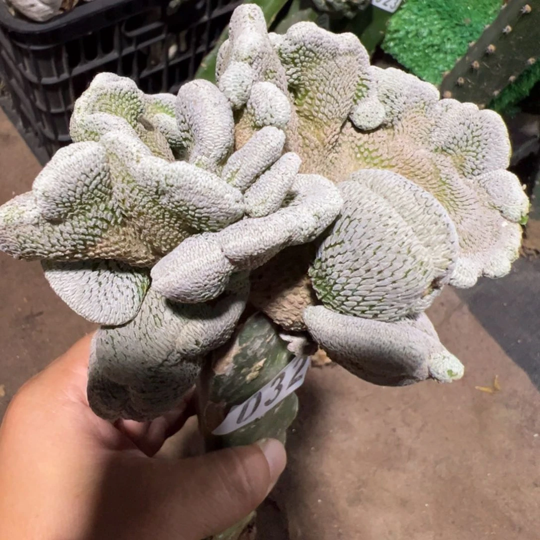 精巧丸缀化仙人球032