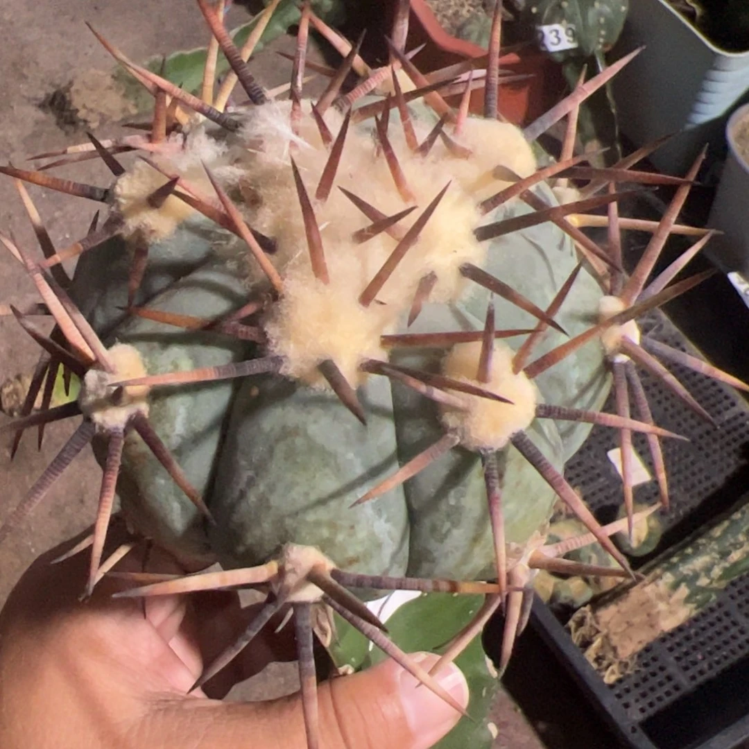 花王平丸仙人球271
