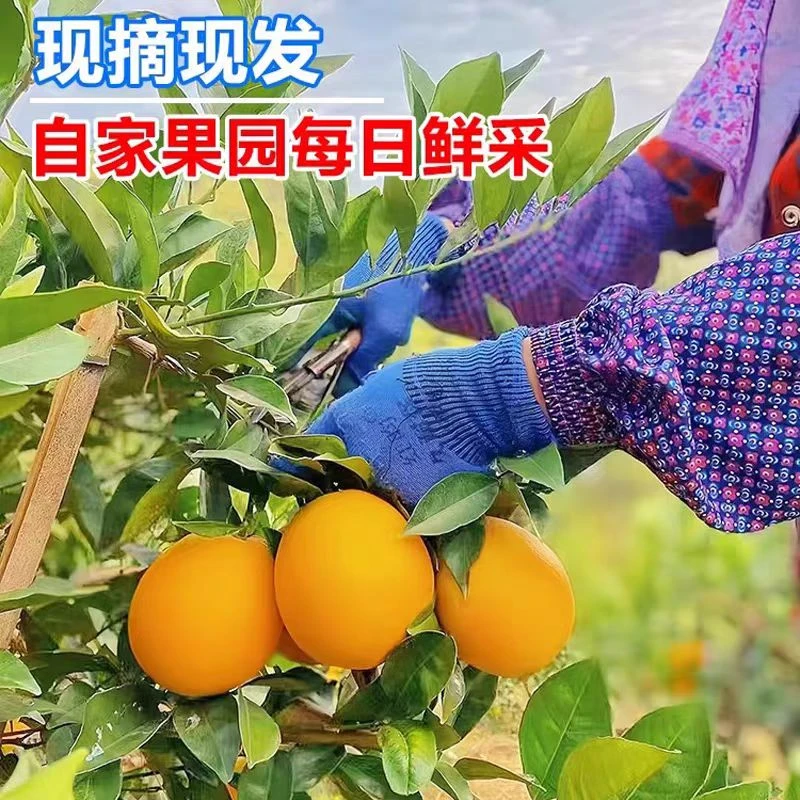 【京东快递】正宗赣南脐橙新鲜采摘香甜多汁甜橙净重9斤皮薄酸甜