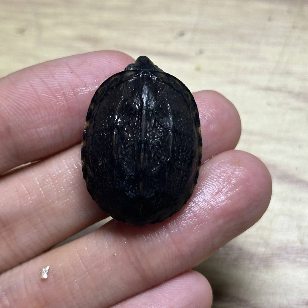 红面蛋龟新苗子大苗