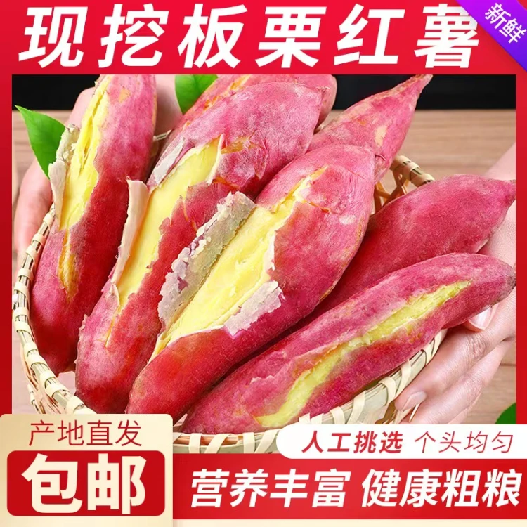 正宗黄土板栗薯更甜一些香甜原产地秋天
