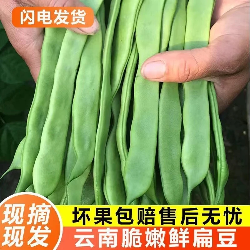 【云南特产豆】云南无筋豆扁豆四季豆芸豆角嫩豇豆刀豆无茎豆农家