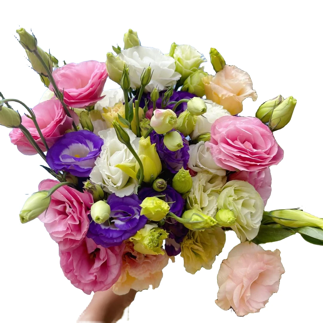 【随机鲜花】鲜花 包邮