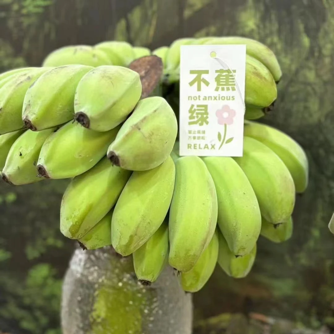 禁止蕉绿办公室整串带把香蕉 可食用水培苹果蕉香蕉新鲜水果