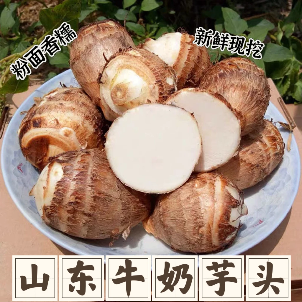 【于甄鲜】山东牛奶芋头新鲜现挖软糯香滑新鲜小香芋4.5-5斤