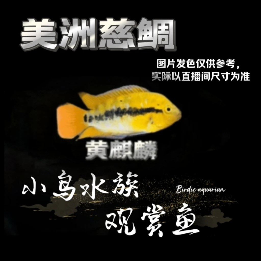 【小型美鲷】黄麒麟 美洲慈鲷 热带鱼观赏鱼