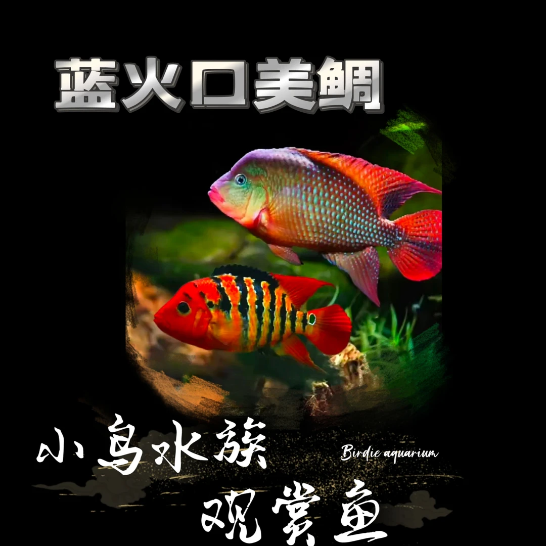 蓝火口【美鲷四大天王第3】红尾花豹鱼火口鱼热带鱼