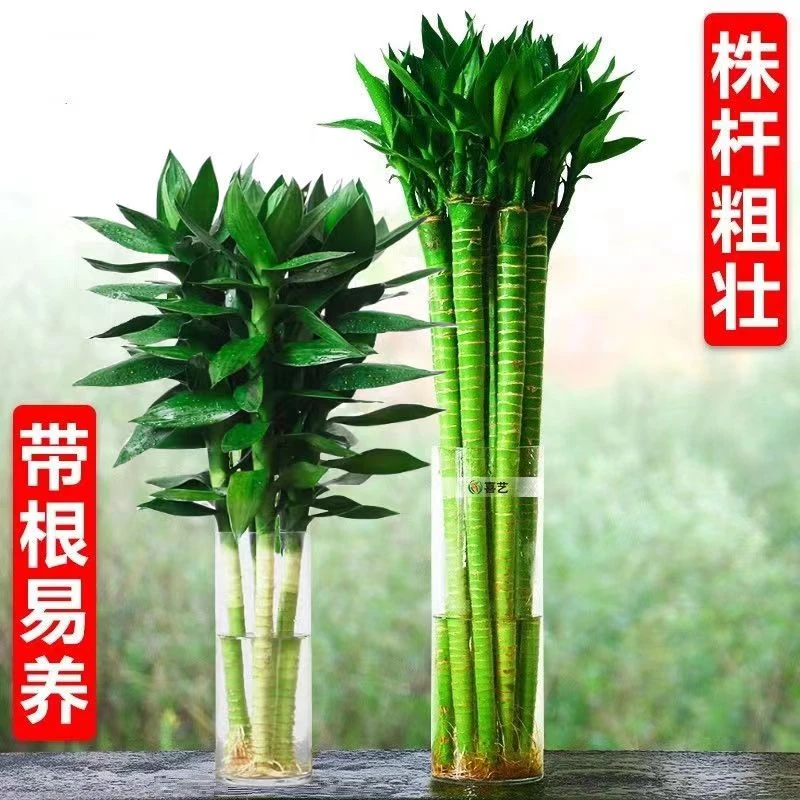 带根观音竹竹子龙竹荷花竹富贵竹水养粗壮植物客厅招财竹水培绿植