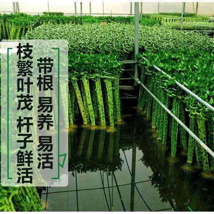 水培植物高大富贵竹转运竹室内客厅绿植盆栽弯竹带根好养鲜活发货