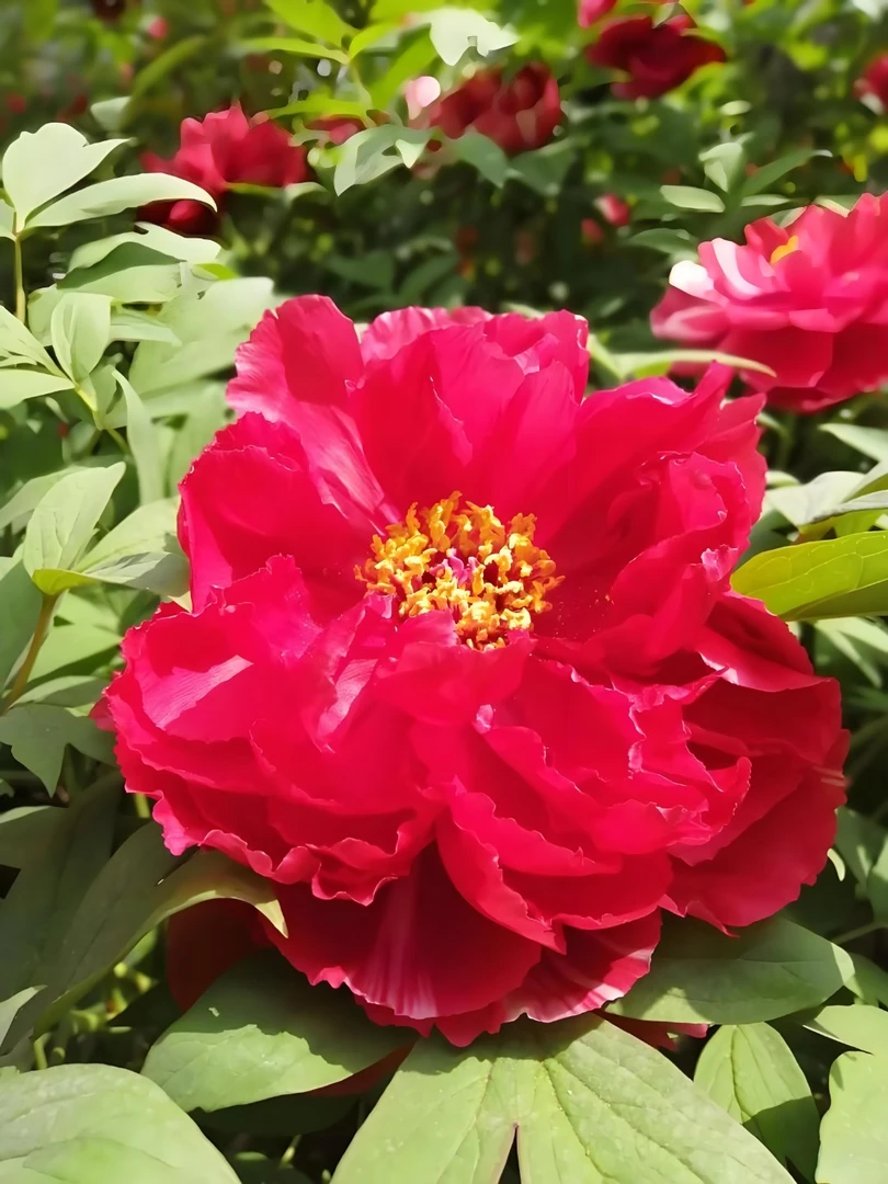 重磅福利：牡丹（芳纪）菏泽基地现挖现发牡丹种植盆栽地栽庭院观赏