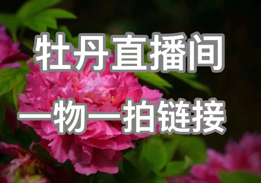 一物一拍 (国色芳华菏泽牡丹年宵花) 带盆带土带花苞直播间截图