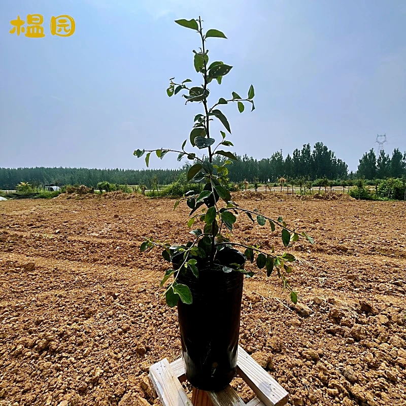榅桲盆栽素材庭院阳台植物地栽南北方栽植开花美丽